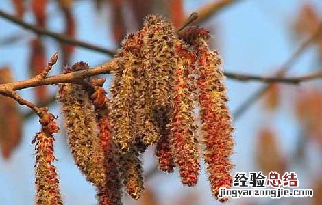 杨树花的功效与作用苹果绿 杨树花的功效与作用