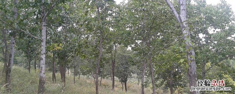 杜仲什么地方种植的多 杜仲在河北能种植吗