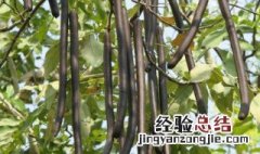 皂角的营养价值是什么 皂角的营养价值