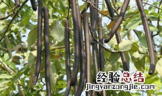 皂角的营养价值是什么 皂角的营养价值