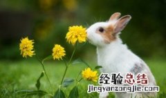 关于兔的四字词语有哪些 关于兔的四字词语