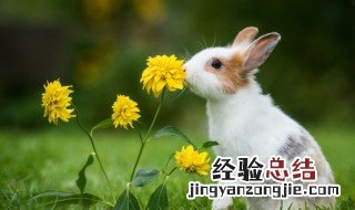关于兔的四字词语有哪些 关于兔的四字词语