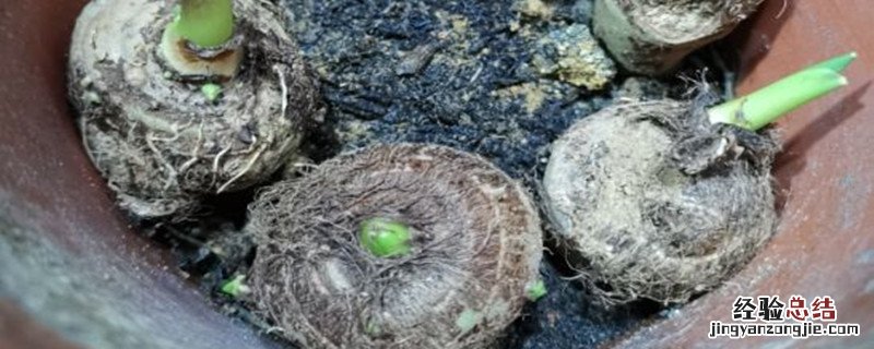 芋头要施肥吗 芋头忌用什么肥料