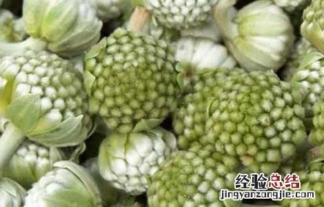 绿萝花的功效与作用 中药绿萝花的功效与作用