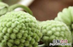 绿萝花的功效与作用 中药绿萝花的功效与作用