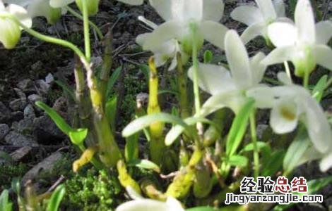 铁皮石斛泡水喝的功效 铁皮石斛的功效与作用