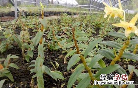 铁皮石斛泡水喝的功效 铁皮石斛的功效与作用
