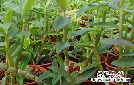 铁皮石斛泡水喝的功效 铁皮石斛的功效与作用