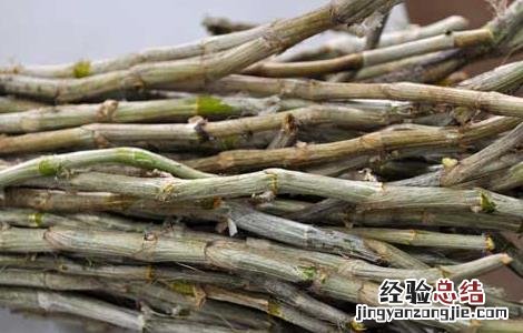 铁皮石斛泡水喝的功效 铁皮石斛的功效与作用
