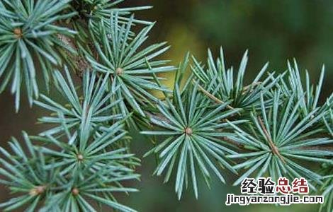雪松精油的功效与作用 迷迭香精油的功效与作用