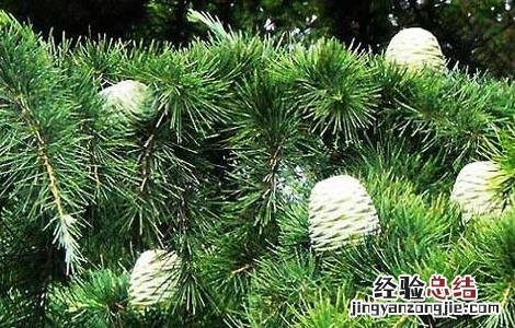 雪松精油的功效与作用 迷迭香精油的功效与作用