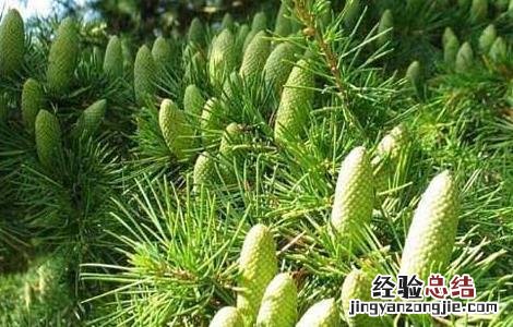 雪松精油的功效与作用 迷迭香精油的功效与作用