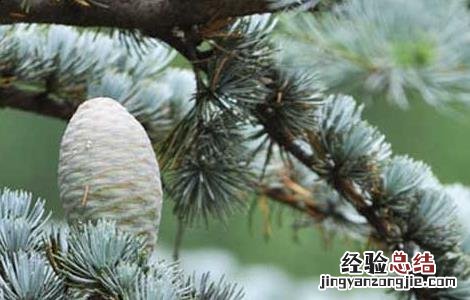 雪松精油的功效与作用 迷迭香精油的功效与作用