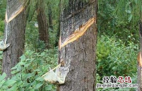 松香有没有毒 松香有没有毒性