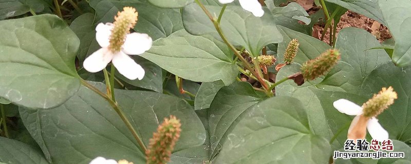 鱼腥草哪里的特产 鱼腥草产地哪里的好