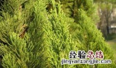 描写春天柏树的优美句子 描写春天柏树的优美句子有哪些