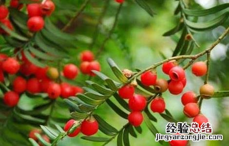 红豆杉的药用价值 红豆杉的药用价值和营养价值