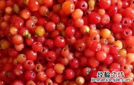 红豆杉的药用价值 红豆杉的药用价值和营养价值