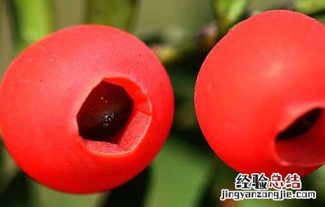 红豆杉的药用价值 红豆杉的药用价值和营养价值
