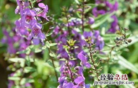 鼠尾草精油的功效与作用及禁忌 鼠尾草精油的功效与作用