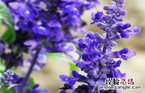 鼠尾草精油的功效与作用及禁忌 鼠尾草精油的功效与作用