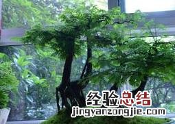 水杉盆景怎么养不黄 水杉盆景怎么养