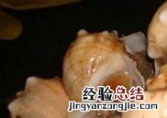 角螺和海螺的区别 角螺和海螺的区别是什么