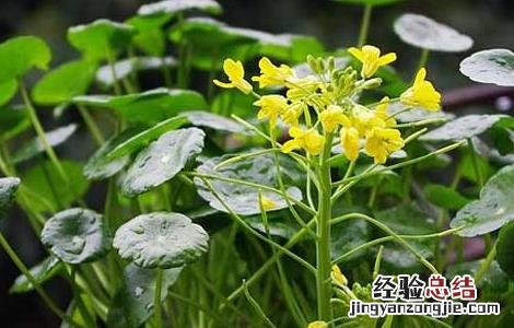 金钱草会中毒吗 金钱草有没有毒