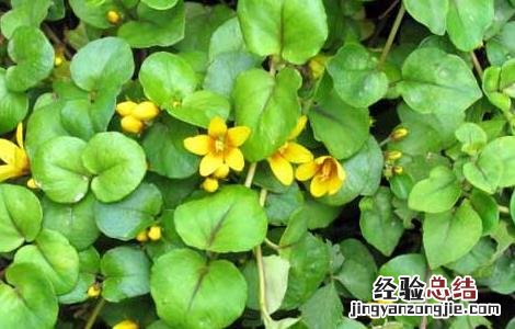 金钱草会中毒吗 金钱草有没有毒