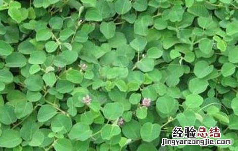 金钱草会中毒吗 金钱草有没有毒