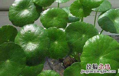 金钱草的副作用和毒性 金钱草有副作用吗