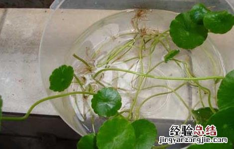 金钱草的副作用和毒性 金钱草有副作用吗