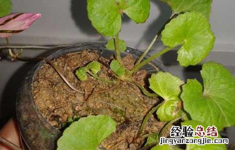 金钱草的副作用和毒性 金钱草有副作用吗