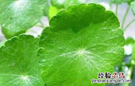 金钱草的副作用和毒性 金钱草有副作用吗