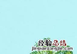 北方红豆杉和南方红豆杉的区别