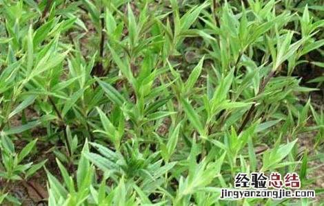 龙胆泻肝丸的功效与作用 龙胆泻肝丸的功效与作用和适用人群