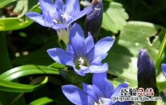 龙胆泻肝丸的功效与作用 龙胆泻肝丸的功效与作用和适用人群
