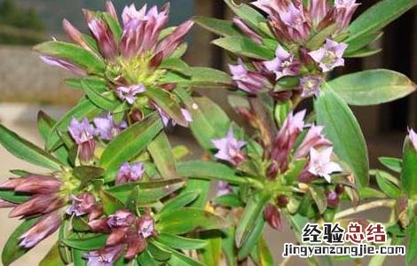 龙胆泻肝丸的功效与作用 龙胆泻肝丸的功效与作用和适用人群