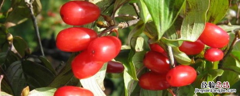 山茱萸又叫什么名字 吴茱萸别名叫山茱萸吗