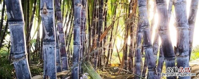 甘蔗可以用尿素追肥吗 甘蔗可以用尿素追肥吗吗