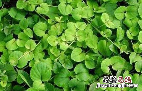 广金钱草的功效与作用 广金钱草的功效与作用及食用方法