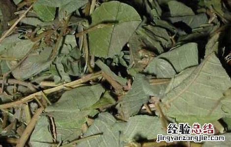 广金钱草的功效与作用 广金钱草的功效与作用及食用方法