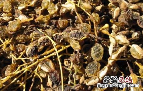 槐角的功效与作用点 槐角的功效和作用