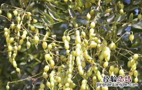 槐角的功效与作用点 槐角的功效和作用