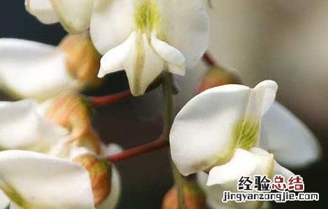 洋槐花的功效与作用 洋槐花的功效与作用及禁忌症有哪些?