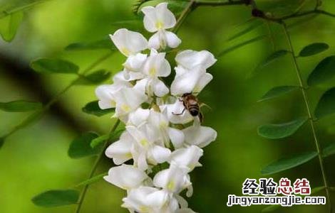 洋槐花的功效与作用 洋槐花的功效与作用及禁忌症有哪些?