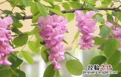 洋槐花的功效与作用 洋槐花的功效与作用及禁忌症有哪些?