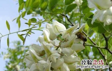 洋槐花的功效与作用 洋槐花的功效与作用及禁忌症有哪些?