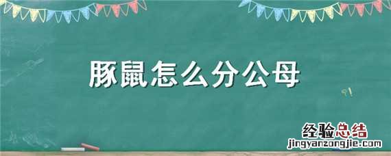 豚鼠怎么分公母图片看鼻子 豚鼠怎么分公母