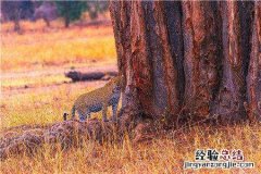 发现野生豹子 遇到野生豹子怎么办